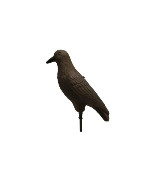 ART. 59 - CORVO