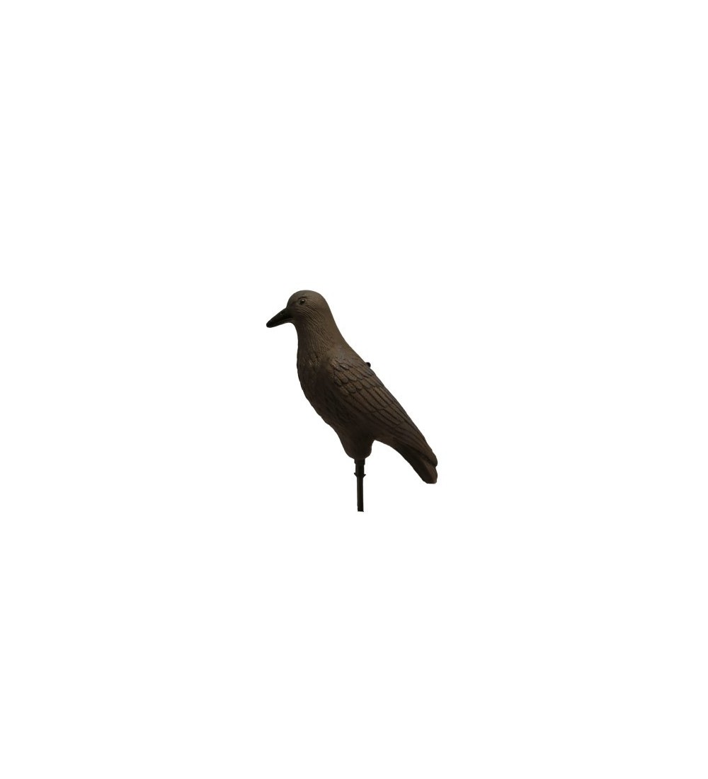 ART. 59 - CORVO