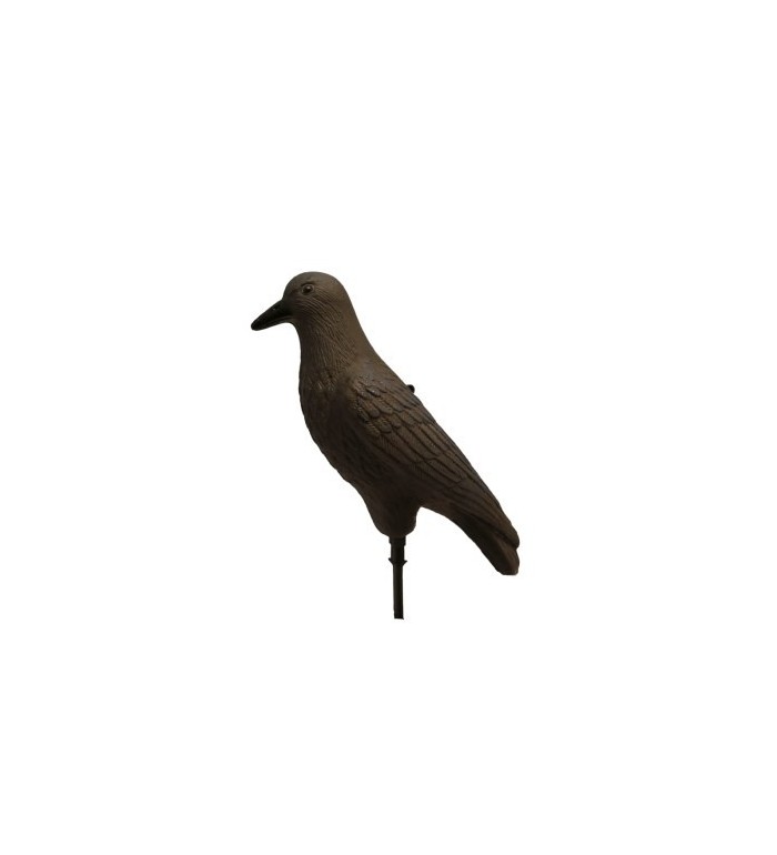 ART. 59 - CORVO