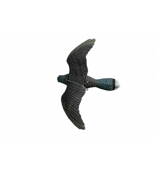 ART. 87 - FALCHETTO IN VOLO SPAVENTA COLOMBI E ALTRI UCCELLI