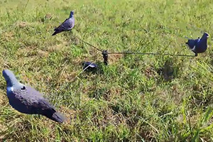 Giostra bassa a terra per colombaccio