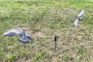 Girello basso con colombi in volo con coda larga